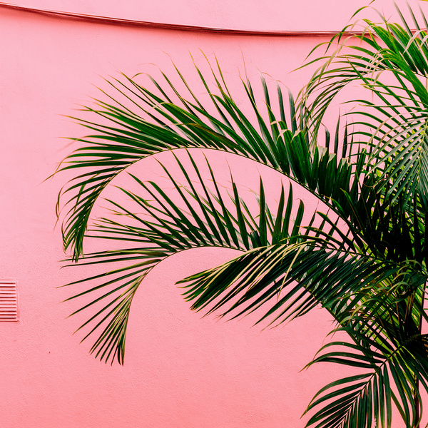 Palm on a Pink. Tropical Beach Mood. Plant on Pink Concept